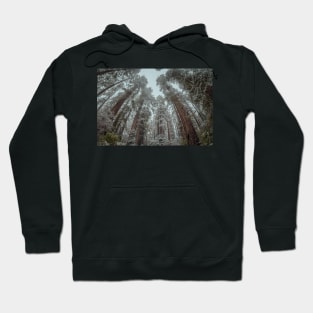 Snow in a Redwood Forest Hoodie